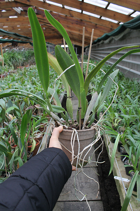 Cattleya Gertrude Hausermann.jpg