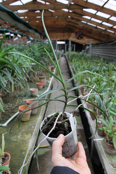 Ascocentrum christensonianum.jpg