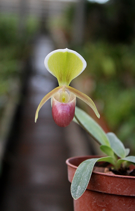 Paphiopedilum helenae.jpg