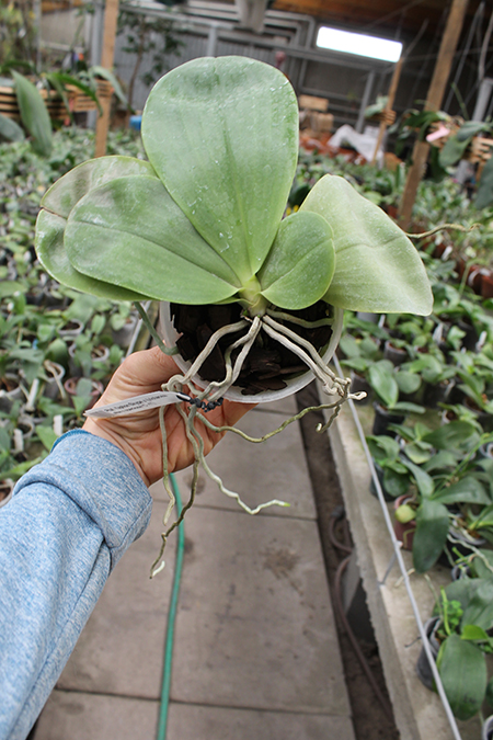 Phalaenopsis Yaphon Skype x (violacea alba x speciosa 'C -1').jpg