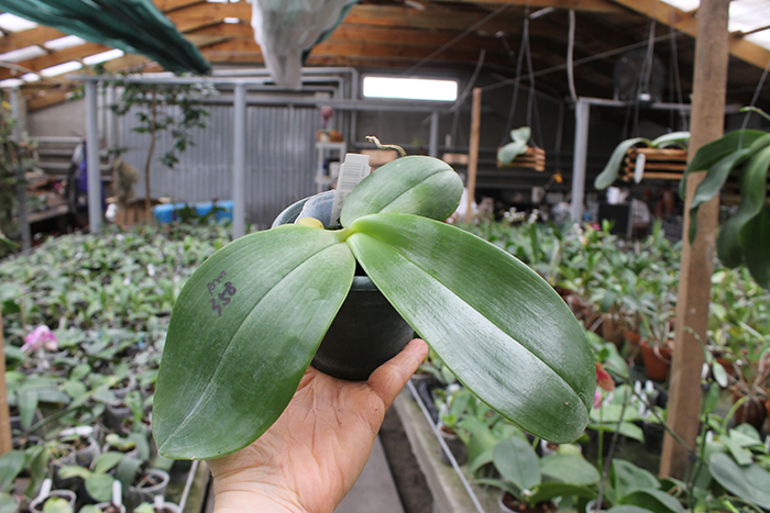 Phalaenopsis gigantea x Mituo Coral Mambonosa.jpg