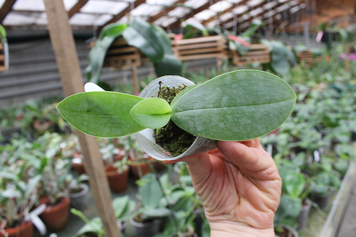 Phalaenopsis Ld's Bear King x gigantea.jpg