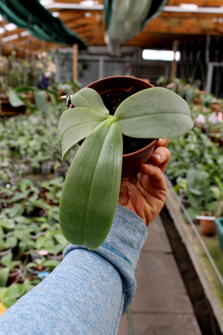 Phalaenopsis gigantea x bellina blue.jpg