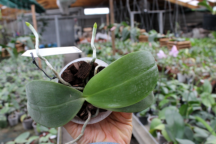 Phalaenopsis Yaphon Nicegirl x gigantea.jpg