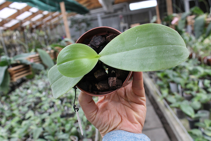 Phalaenopsis gigantea x Mituo Venosa.jpg