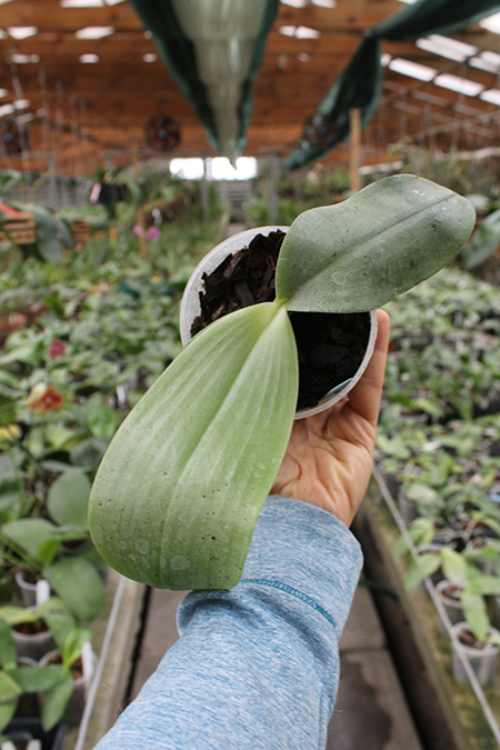 Phalaenopsis Jong's Gigan Cherry 'Prince' x gigantea.jpg