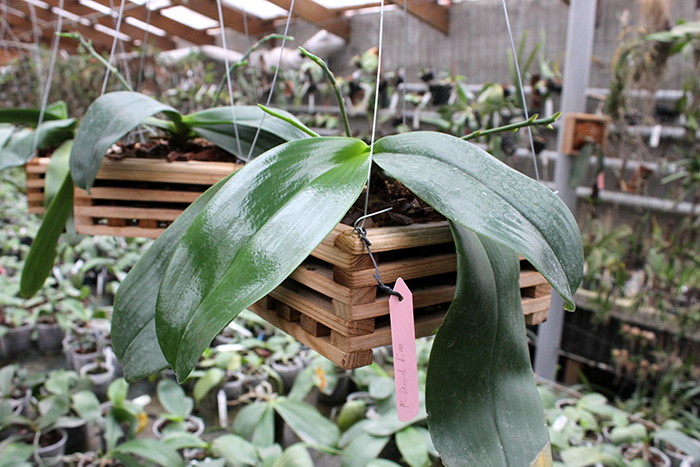 Phalaenopsis David Lim.jpg