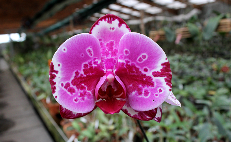 Doritaenopsis Ruey Lih Queen 'ORCHIS'.jpg