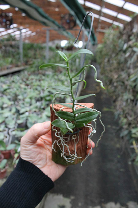 oeonia oncidiflora.jpg