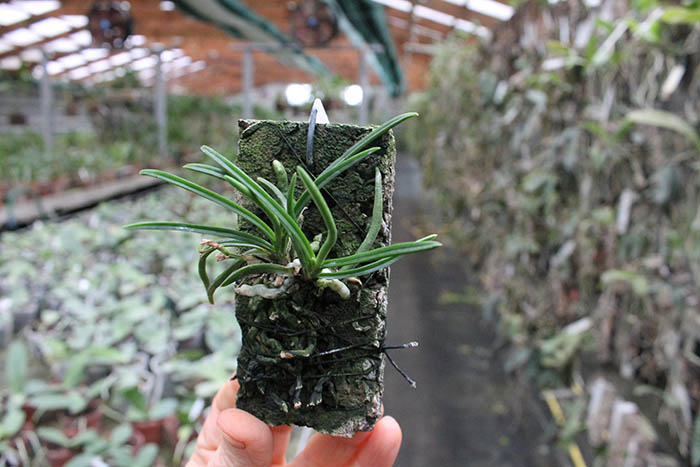 holcoglossum wangii.jpg