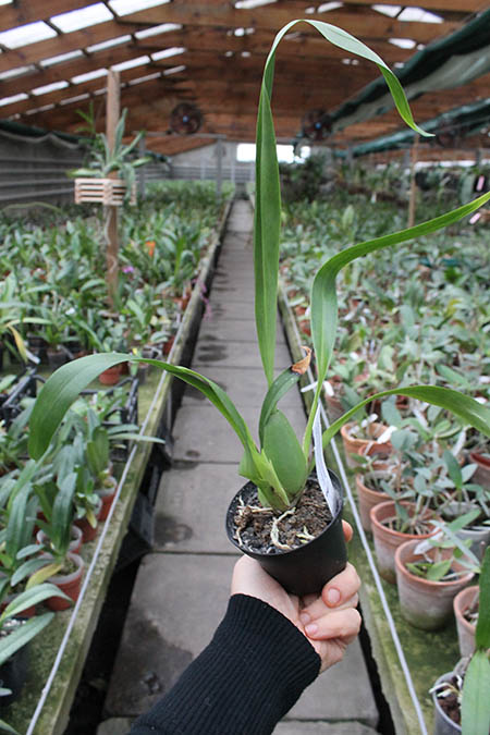 Odontoglossum harryanum.jpg