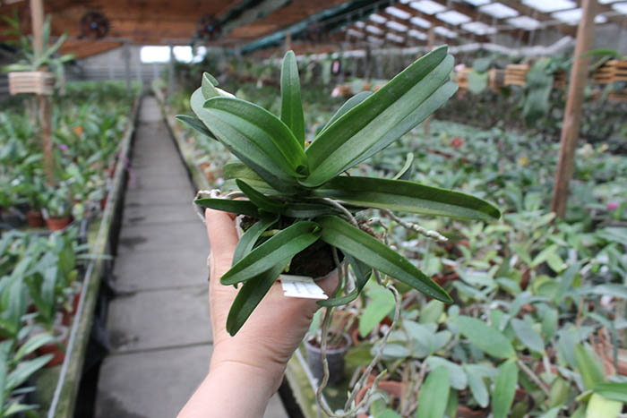 Sarcochilus Rote x Fitzhard.jpg