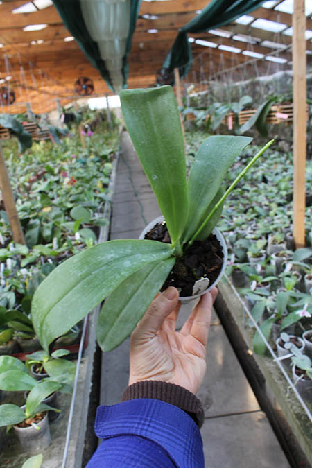 Phalaenopsis hieroglyphica.jpg