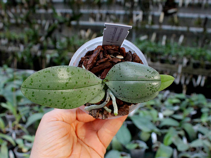 Phalaenopsis celebensis x mannii.jpg