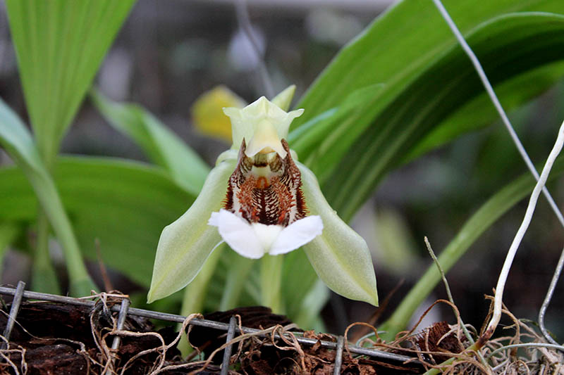 Coelogyne speciosa.jpg