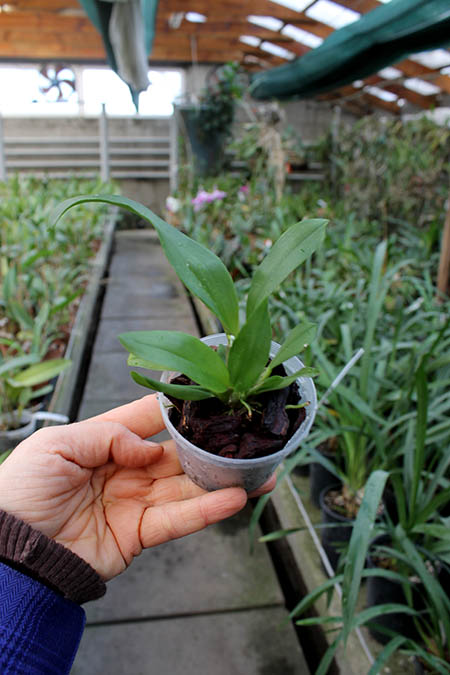 Oncidium zappii x Comparettia speciosa.jpg