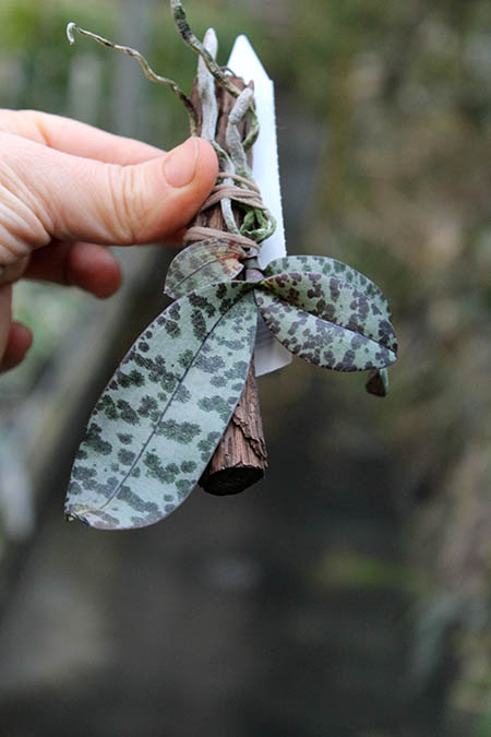 Phalaenopsis celebensis.jpg