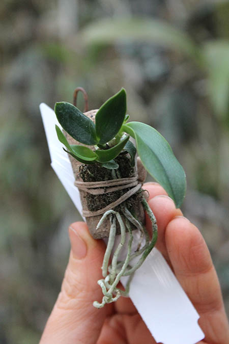 Sophronitis rosea.jpg