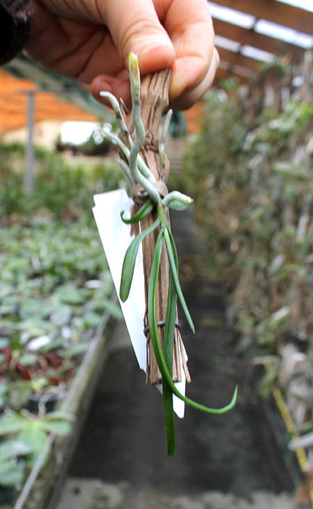 Holcoglossum kimballianum.jpg