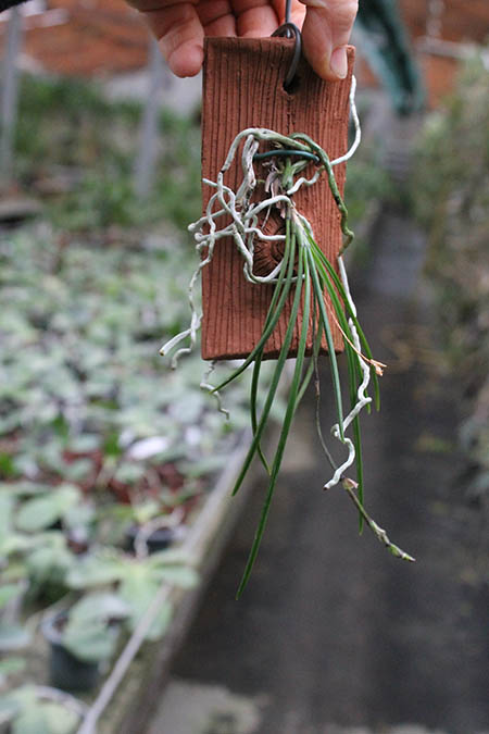 Holcoglossum quasipinifolium.jpg