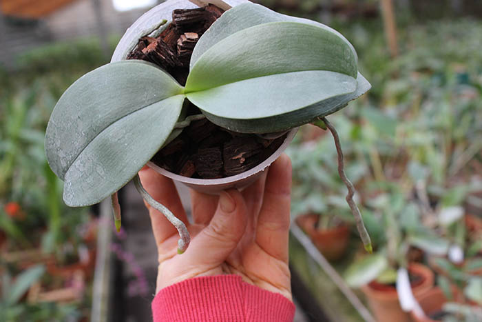 Phalaenopsis Jong's Gigan Cherry 'Prince' x gigantea.jpg