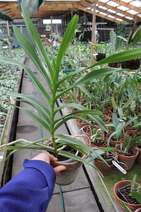 Mokara Jairak White.jpg