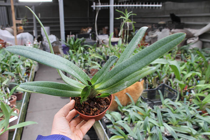 Paphiopedilum Dollgoldi (armeniacum x rothschildianum).jpg