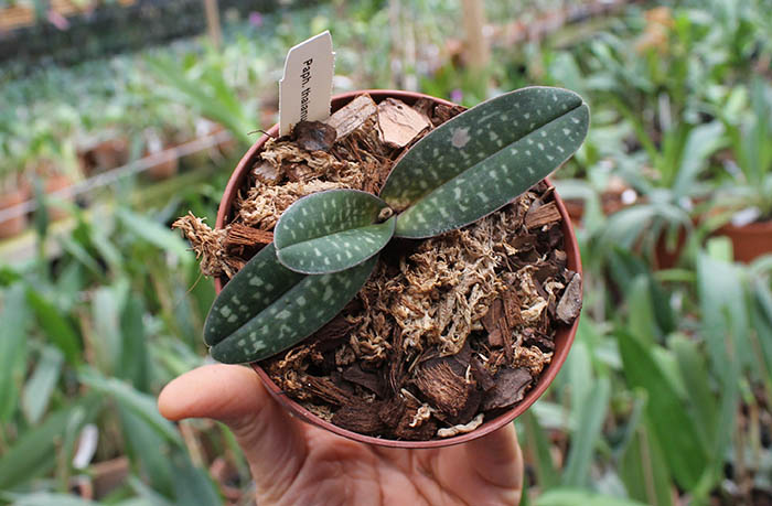 Paphiopedilum thaianum.jpg