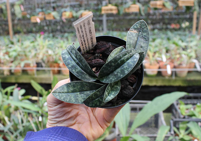 Paphiopedilum niveum x vietnamense.jpg