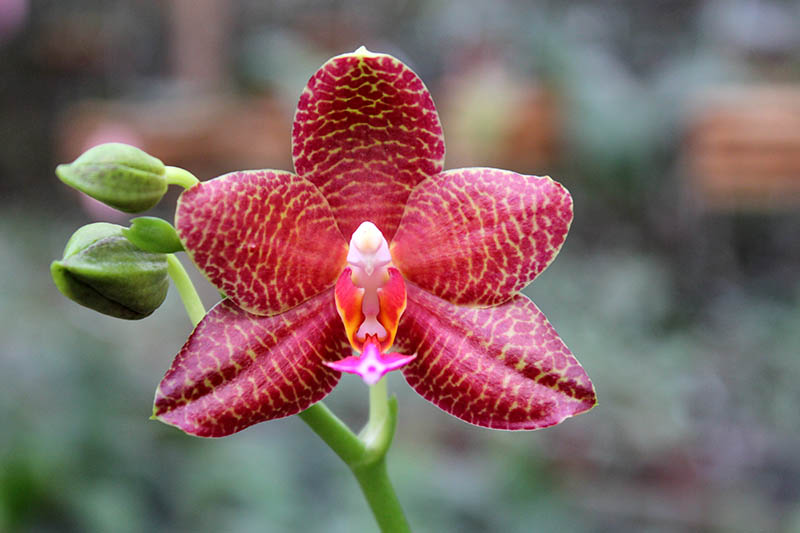 Phalaenopsis Mituo Cake 'M#1' x venosa 'TGDT'.jpg