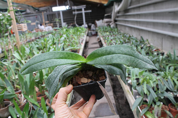 Paphiopedilum Rolfei (rothschildianum x bellatulum).jpg