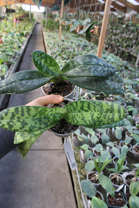 Paphiopedilum Maudiae alba.jpg