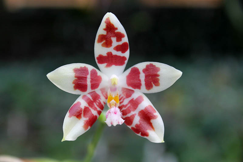 Phalaenopsis Germain Vincent x Yaphon Sir.jpg