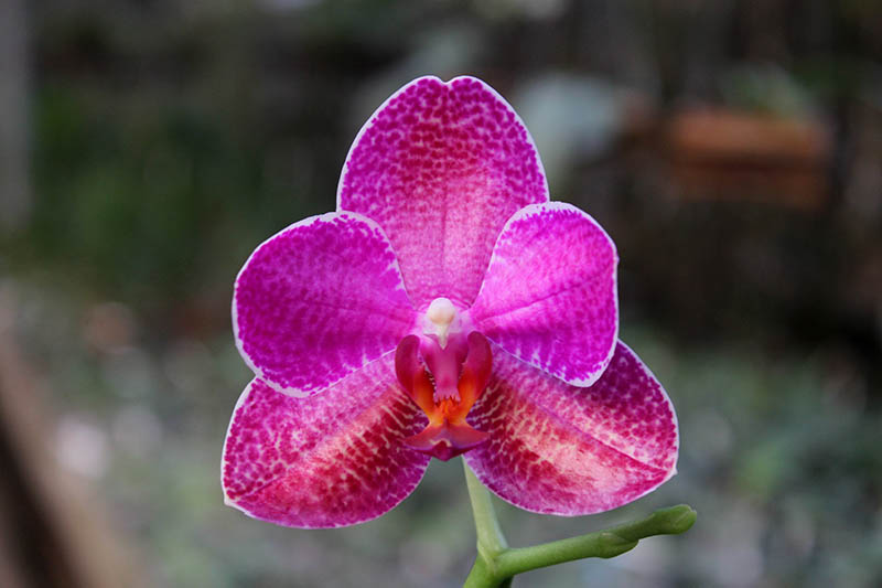 Phalaenopsis (Mituo Sun x Ching Her Buddha) x Mituo Sun.jpg