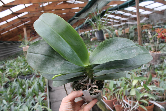 Phalaenopsis Sogo Relex 'F-1661'.jpg