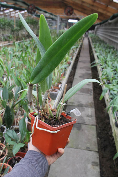 Cattleya maxima rubra 'Peruana' x SELF.jpg