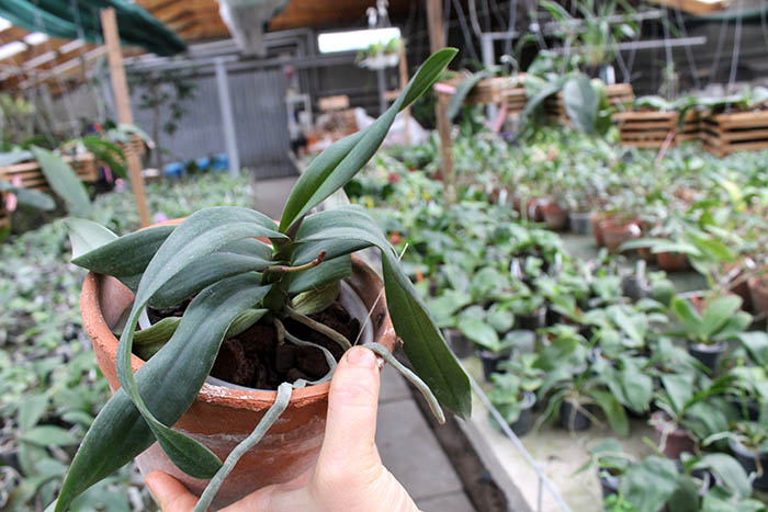 Renanthopsis Mildred Jameson 'Bonsall'.jpg