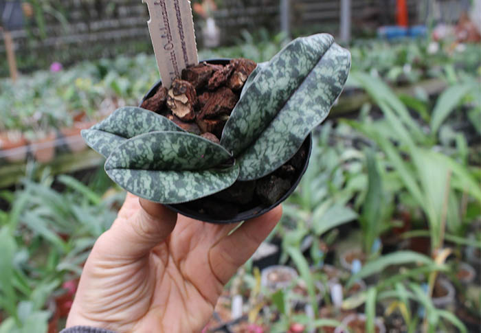 Paphiopedilum niveum x vietnamense.jpg