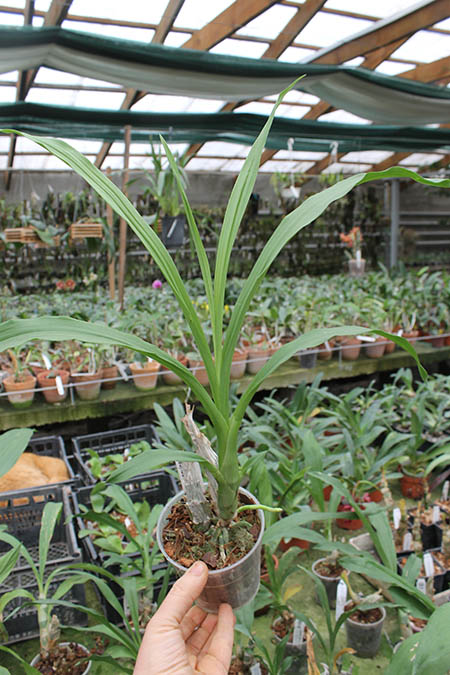 Catasetum Faustii x pileatum.jpg