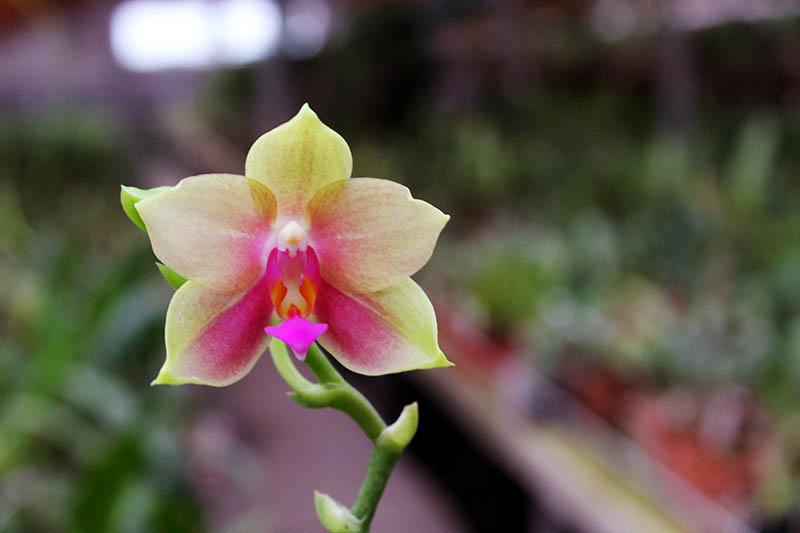 Phalaenopsis Lioulin Moon x bellina blue.jpg