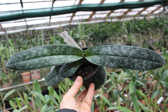 Paphiopedilum bellatulum.jpg