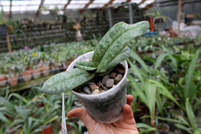 Paphiopedilum leucochilum x Sunshine Glory x concolor.jpg