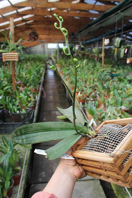 Phalaenopsis stuartiana nobilis 'Xuiya'.jpg