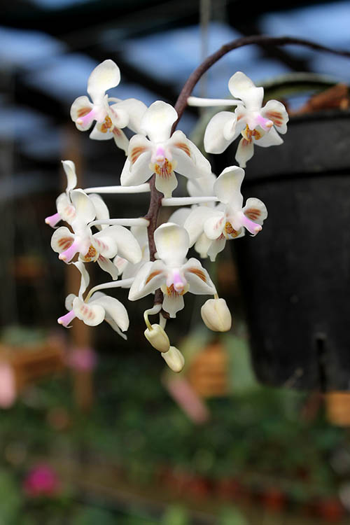 Phalaenopsis celebensis.jpg