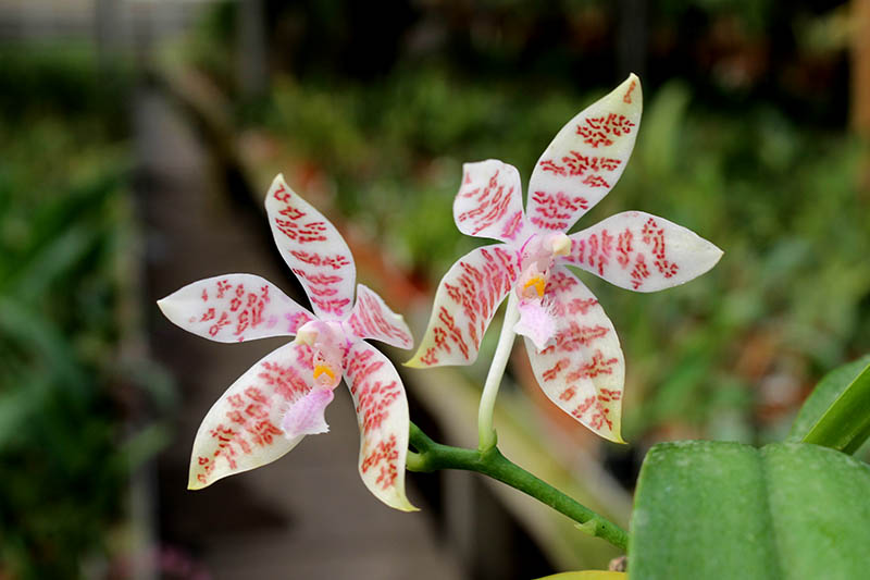 Phalaenopsis hieroglyphica.jpg
