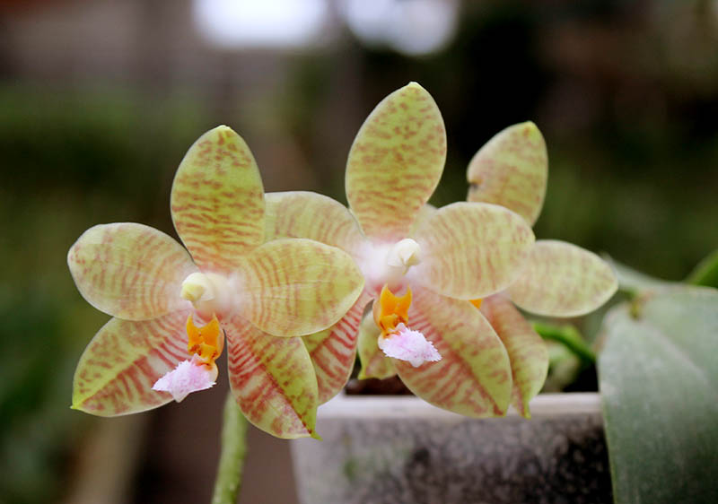 Phalaenopsis Gelblieber x Phalaenopsis venosa.jpg