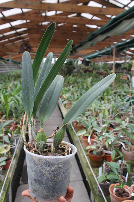 Laelia purpurata werkhauseri x Laelia purpurata werkhauseri.jpg
