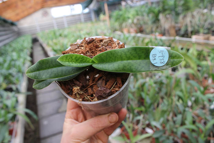 Paphiopedilum Lola Bird x hangianum 'Hua Lang'.jpg