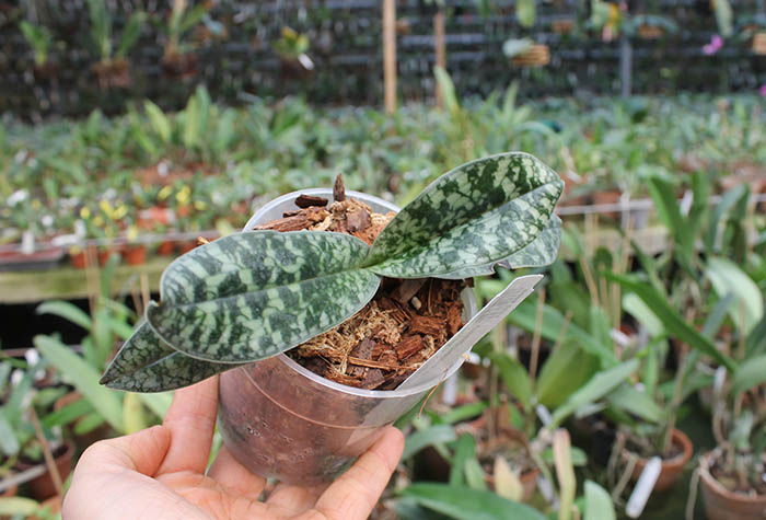 Paphiopedilum vietnamense 'Bear-13' x vietnamense 'Bear-7'.jpg