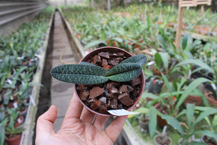 Paphiopedilum Woessner Bellarmi (armeniacum x bellatulum).jpg